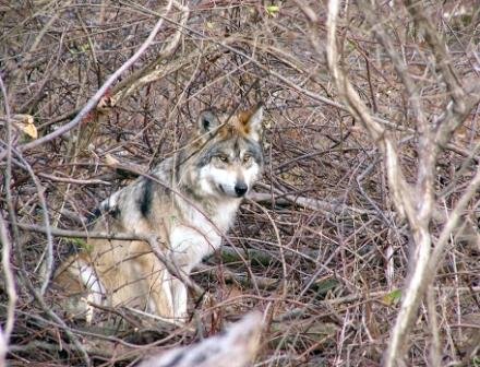 Moonshine AF836, one of the Minnesota Girls. Photo courtesy of the Wolf Conservation Center.